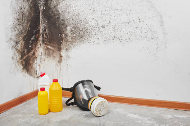 Trusted La Honda, CA Mold Removal Experts