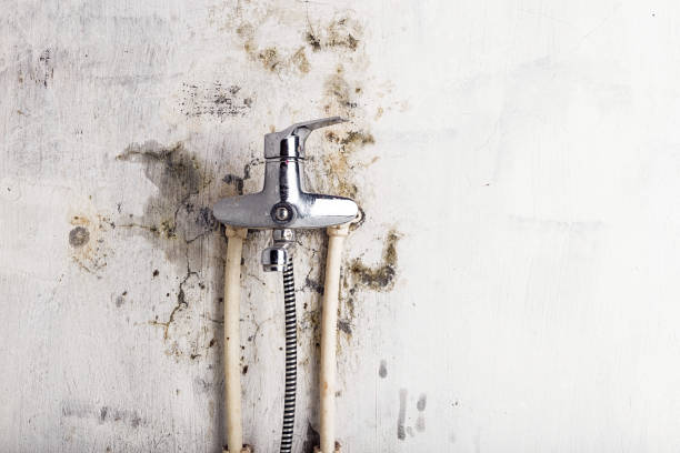 Best Same-Day Mold Removal  in La Honda, CA