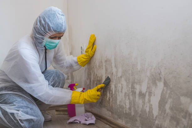 Best Crawl Space Mold Removal  in La Honda, CA