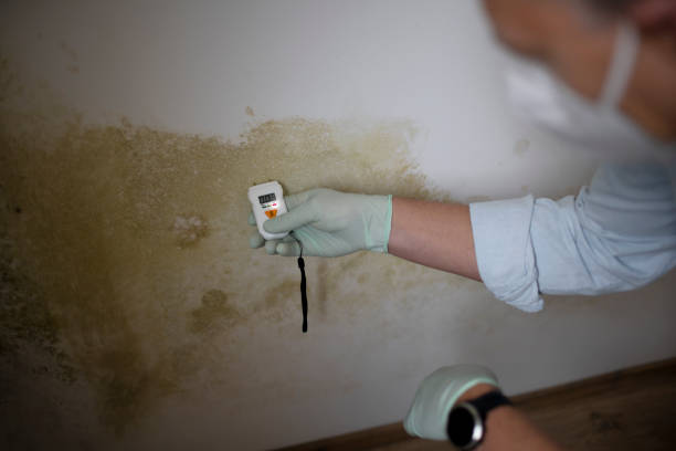 Best Mold Testing  in La Honda, CA