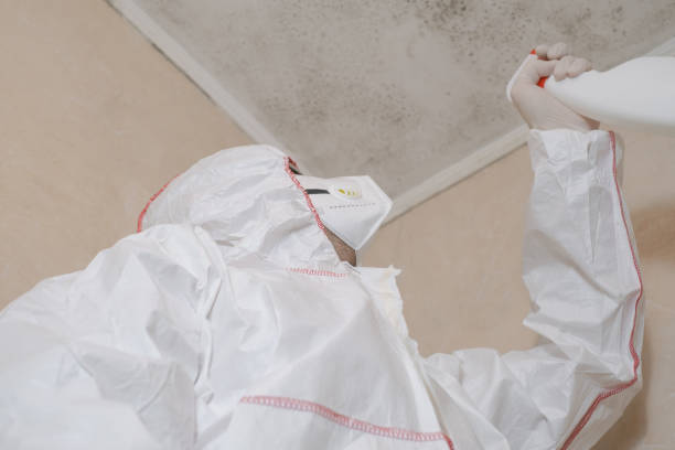 Best Mold Damage Repair  in La Honda, CA